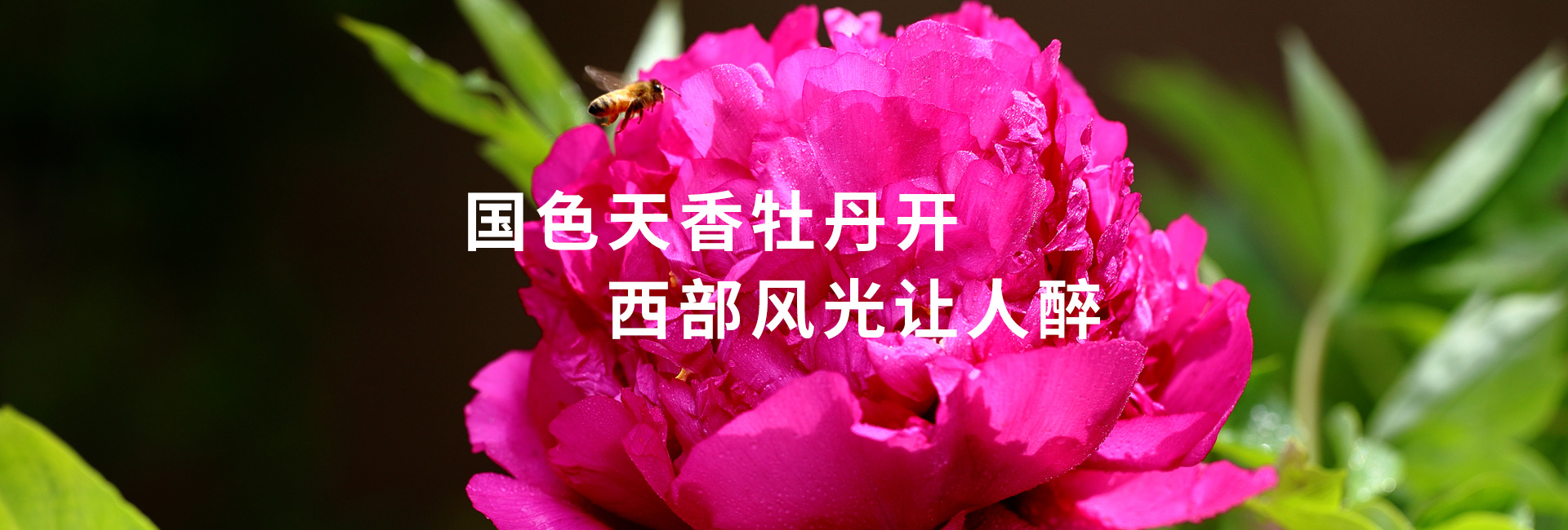 国色天香牡丹开 西部风光让人醉