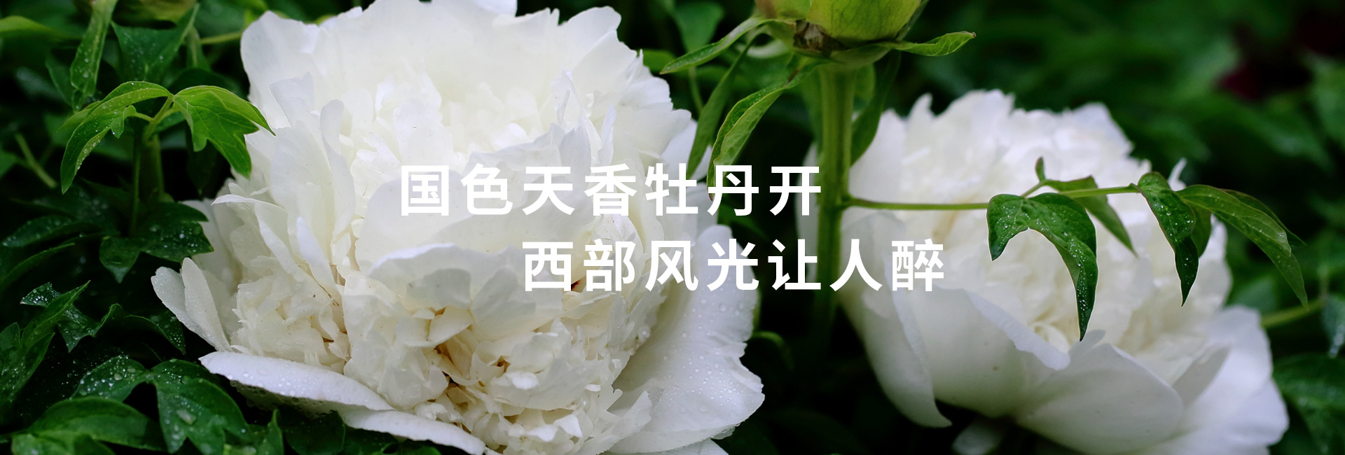 国家级农民专业合作示范社和全国巾帼扶贫基地