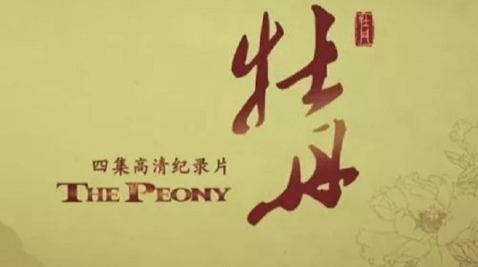 《牡丹》是中央电视台纪录频道精心打造的4集高清纪录片，以牡丹和中国文化作为大背景，以细微鲜活的细节和人物故事为表现重点，以小见大，以点带面，把写实的牡丹写意化，把具象的牡丹抽象到百姓的日常生活和人物中